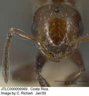 Crematogaster resmi