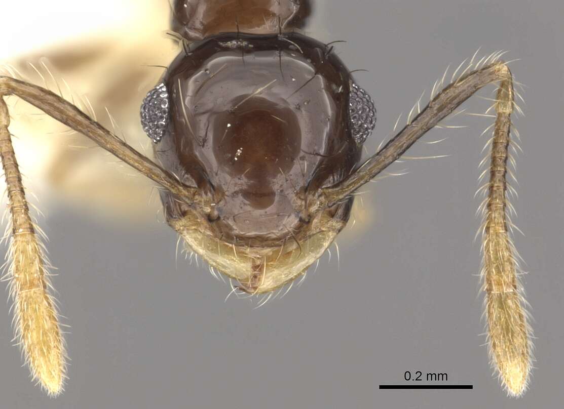 Image of Crematogaster sotobosque