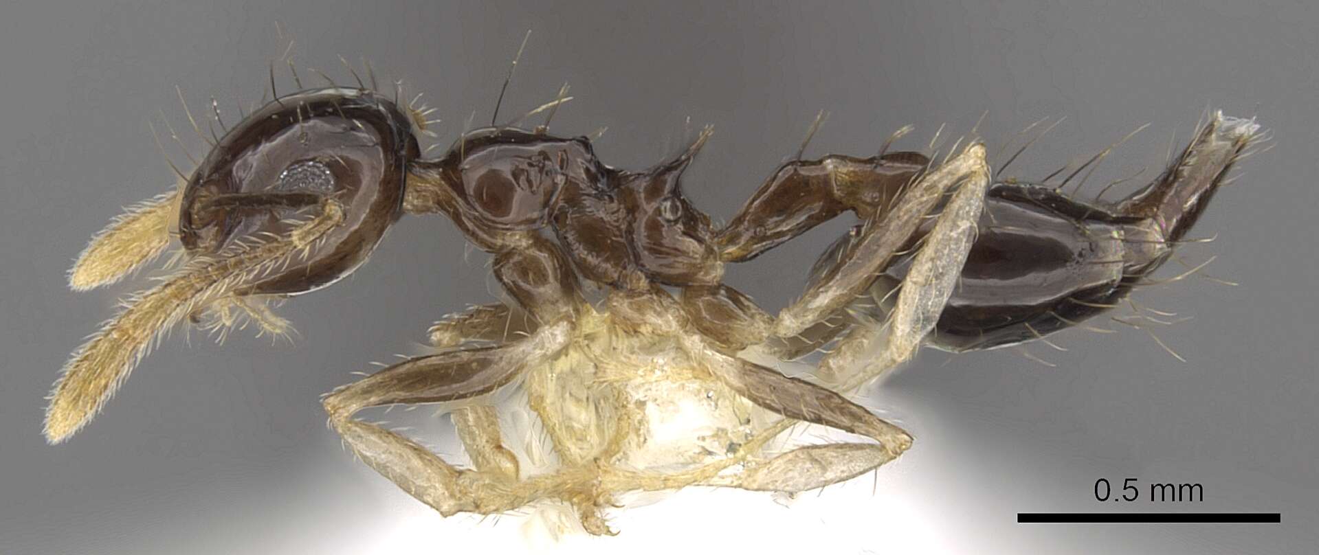 Image of Crematogaster sotobosque