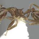 Imagem de <i>Crematogaster foliocrypta</i> Longino