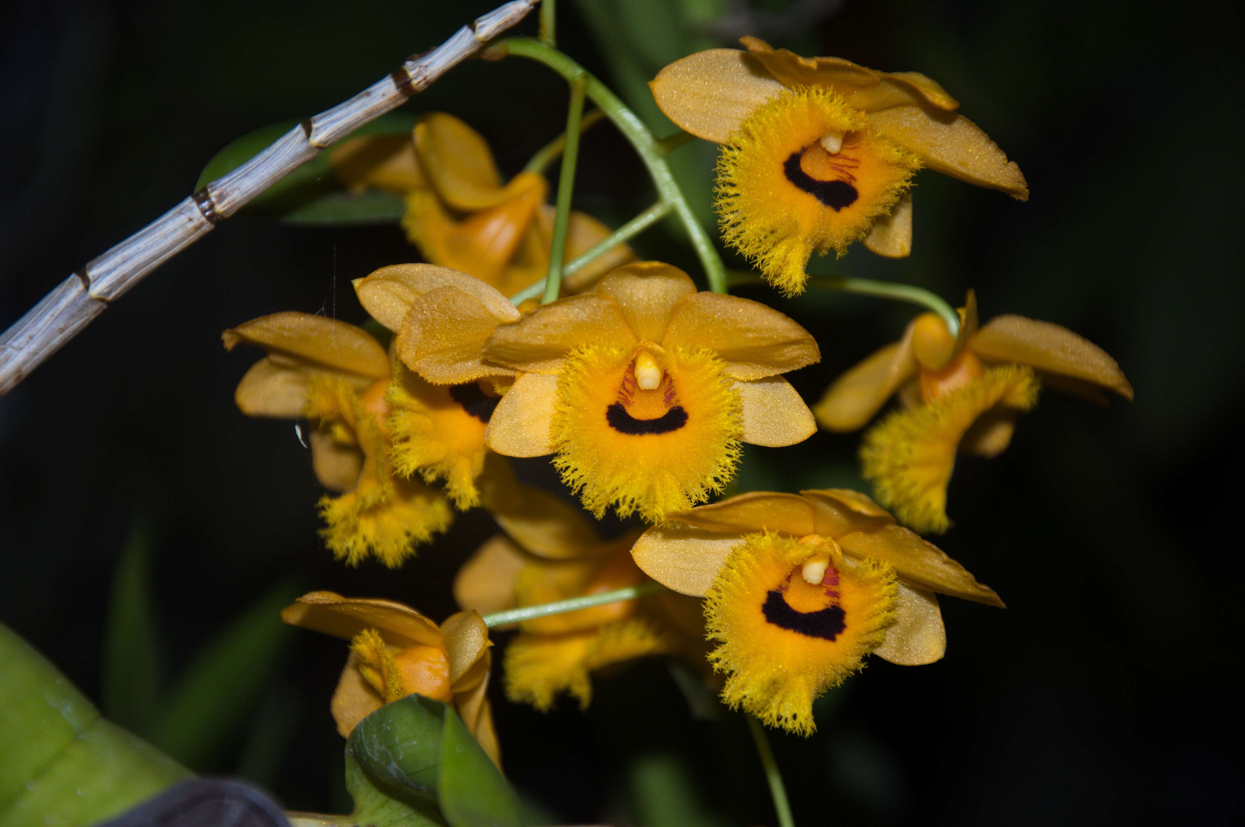 Imagem de Dendrobium fimbriatum Hook.