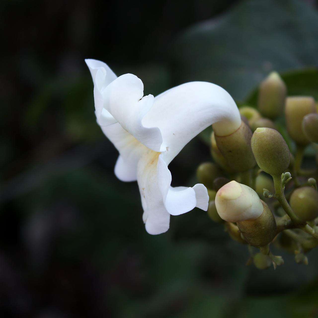 Imagem de Amphilophium elongatum (Vahl) L. G. Lohmann