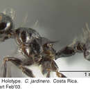 Imagem de <i>Crematogaster jardinero</i> Longino