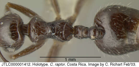 Sivun <i>Crematogaster raptor</i> Longino kuva