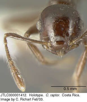 Sivun <i>Crematogaster raptor</i> Longino kuva