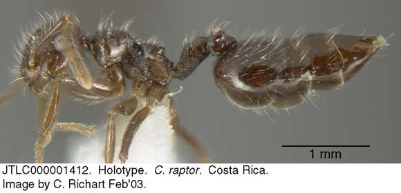 Sivun <i>Crematogaster raptor</i> Longino kuva