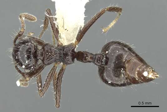 Sivun <i>Crematogaster raptor</i> Longino kuva