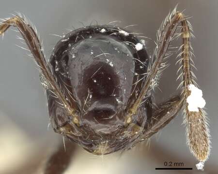 Sivun <i>Crematogaster raptor</i> Longino kuva