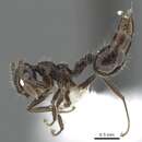 Sivun <i>Crematogaster raptor</i> Longino kuva