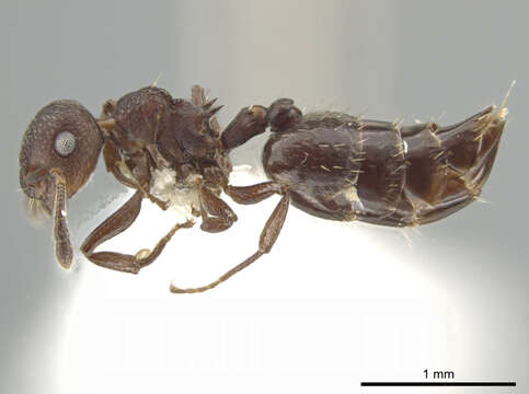 Image of Crematogaster scelerata Santschi 1917