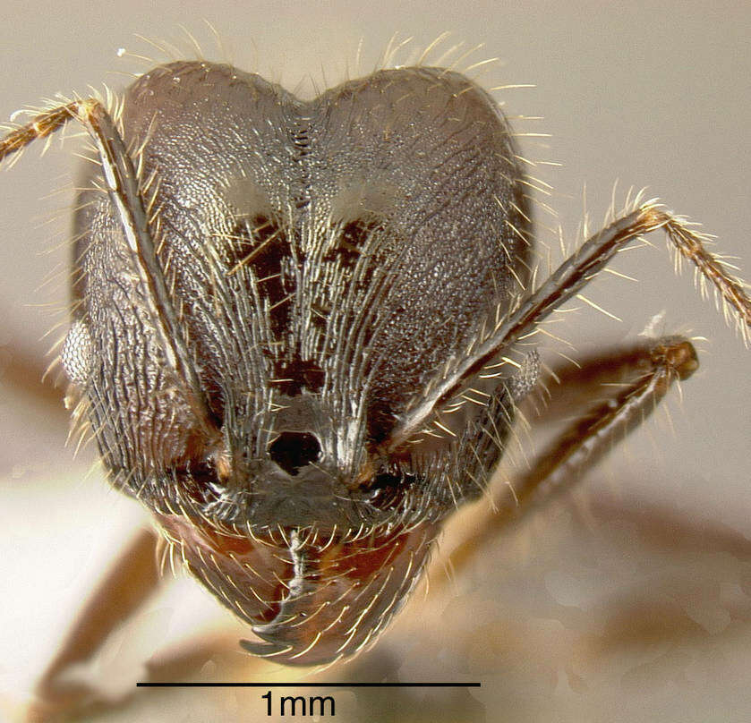 Image of Pheidole violacea