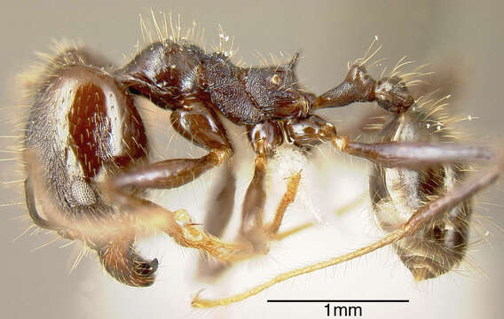 Image of Pheidole violacea