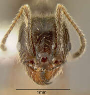 صورة Pheidole longiscapa Forel 1901