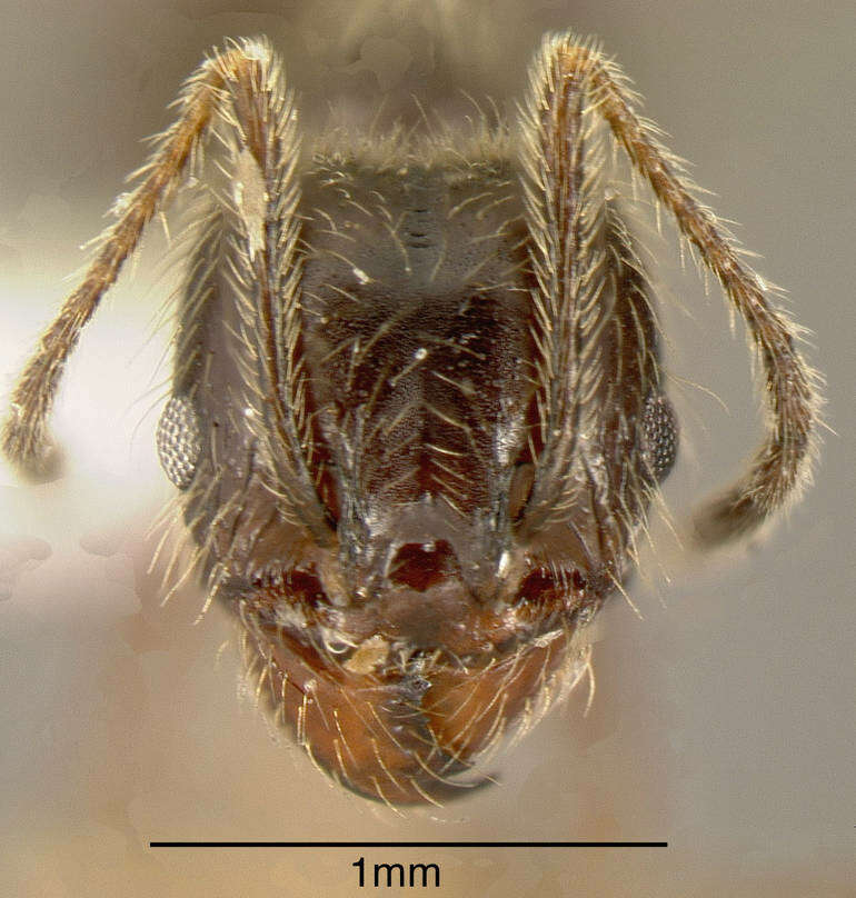 صورة Pheidole longiscapa Forel 1901