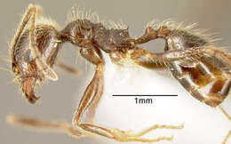 صورة Pheidole longiscapa Forel 1901