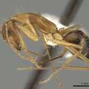Image of <i>Camponotus coloratus</i>