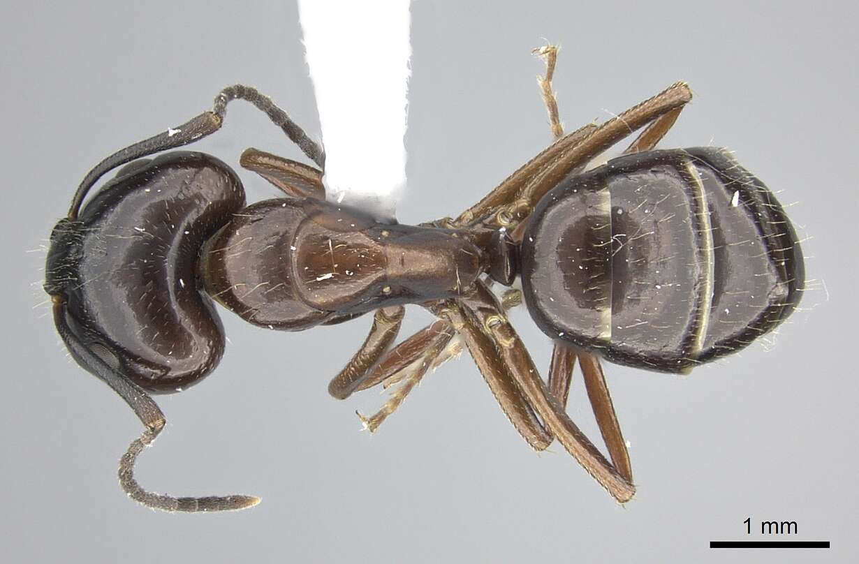 Imagem de Camponotus nitens Mayr 1870