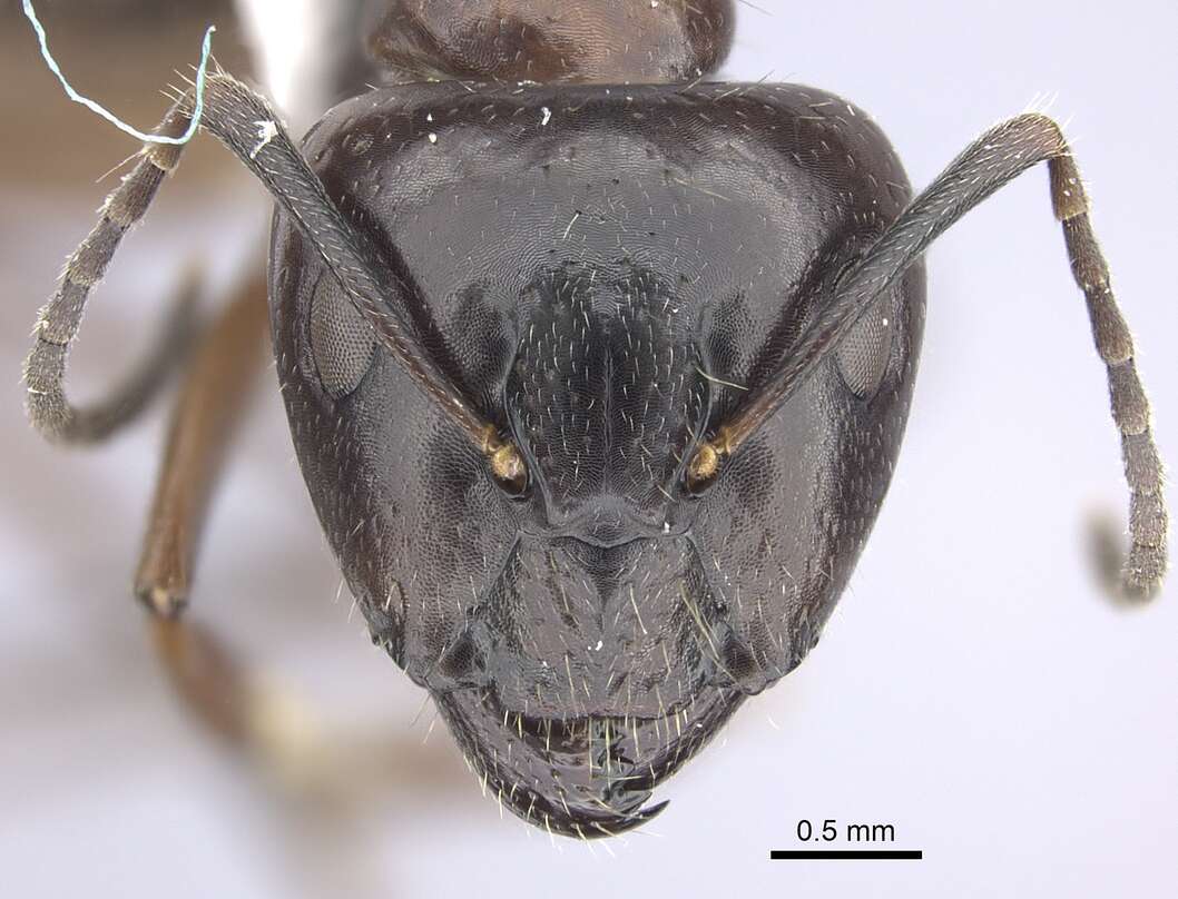 Imagem de Camponotus nitens Mayr 1870