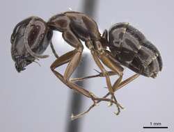 Imagem de Camponotus nitens Mayr 1870