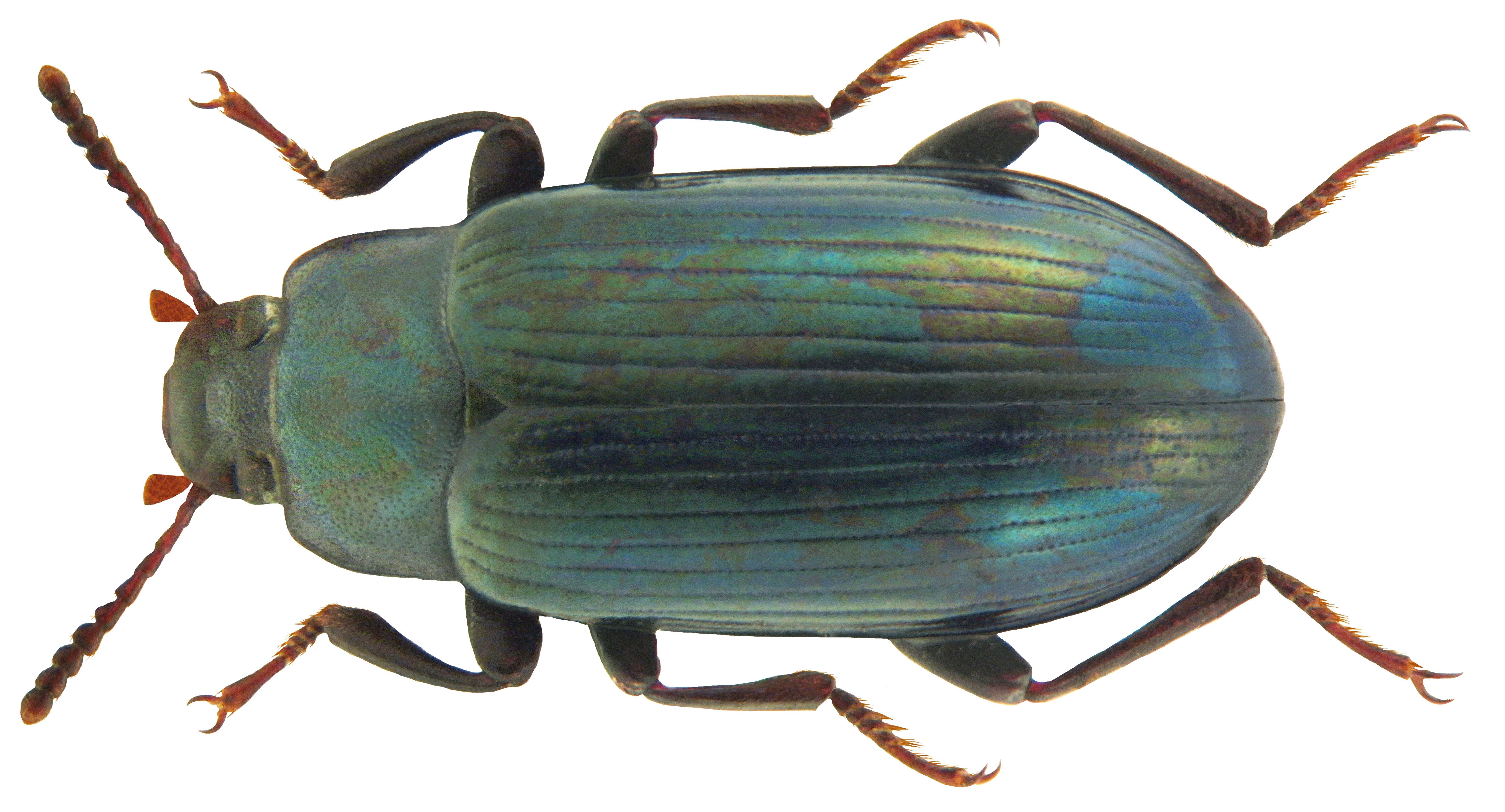 Image of Metaclisa viridis