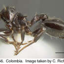 Image of <i>Crematogaster ampla</i> Forel