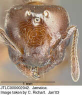 Image of <i>Crematogaster vicina</i> André