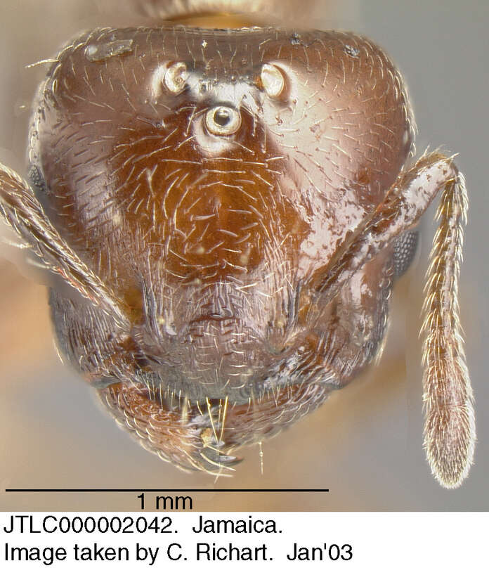 Image of <i>Crematogaster vicina</i> André