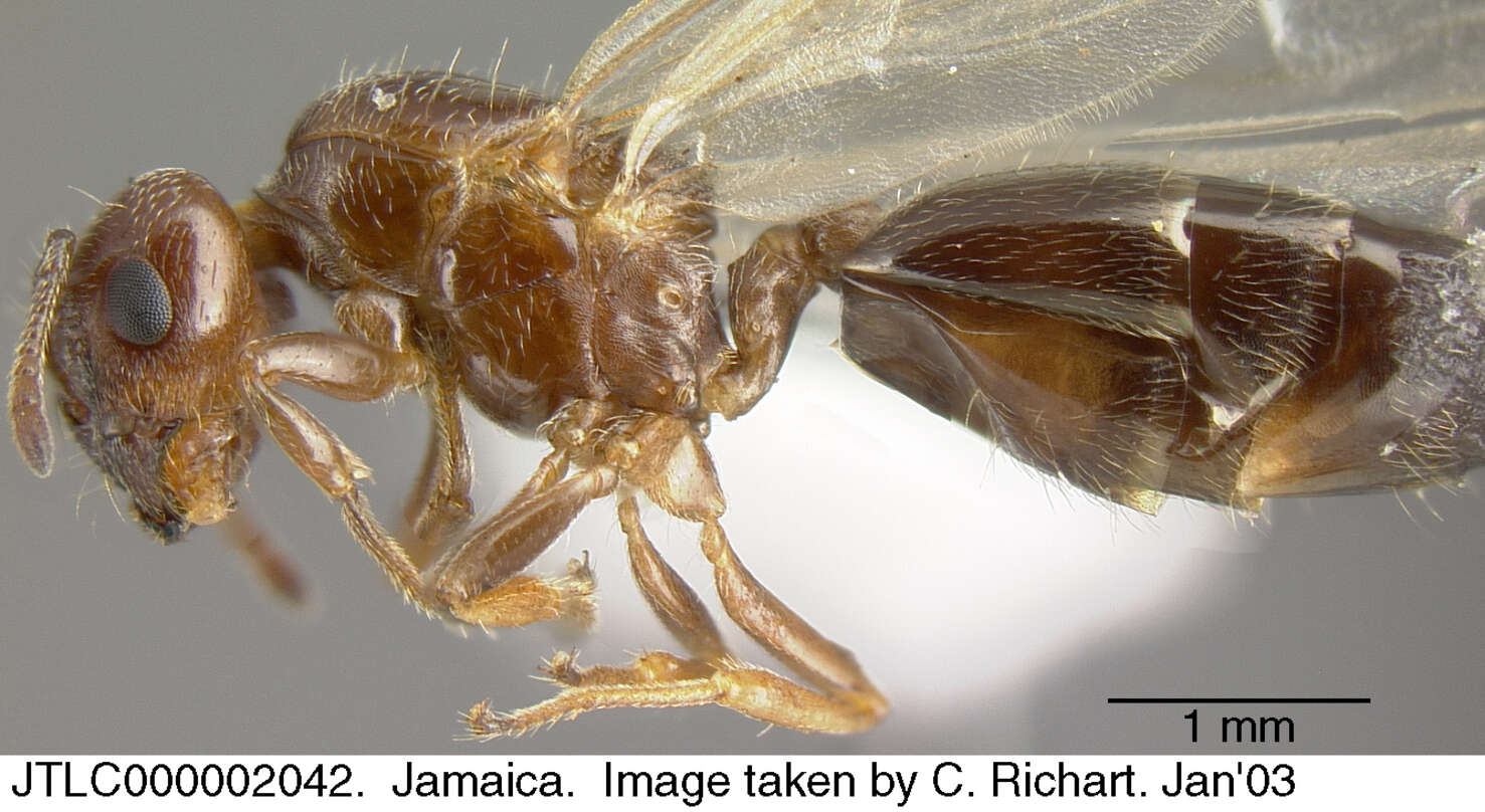 Image of <i>Crematogaster vicina</i> André