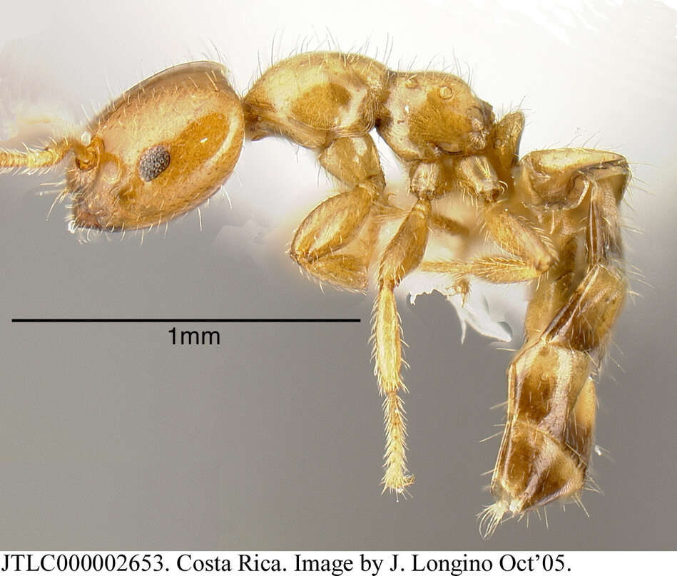 Image of <i>Myrmelachista lauroatlantica</i> Longino