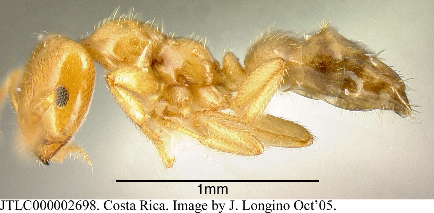 Image of <i>Myrmelachista osa</i> Longino