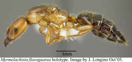 Imagem de <i>Myrmelachista flavoguarea</i> Longino