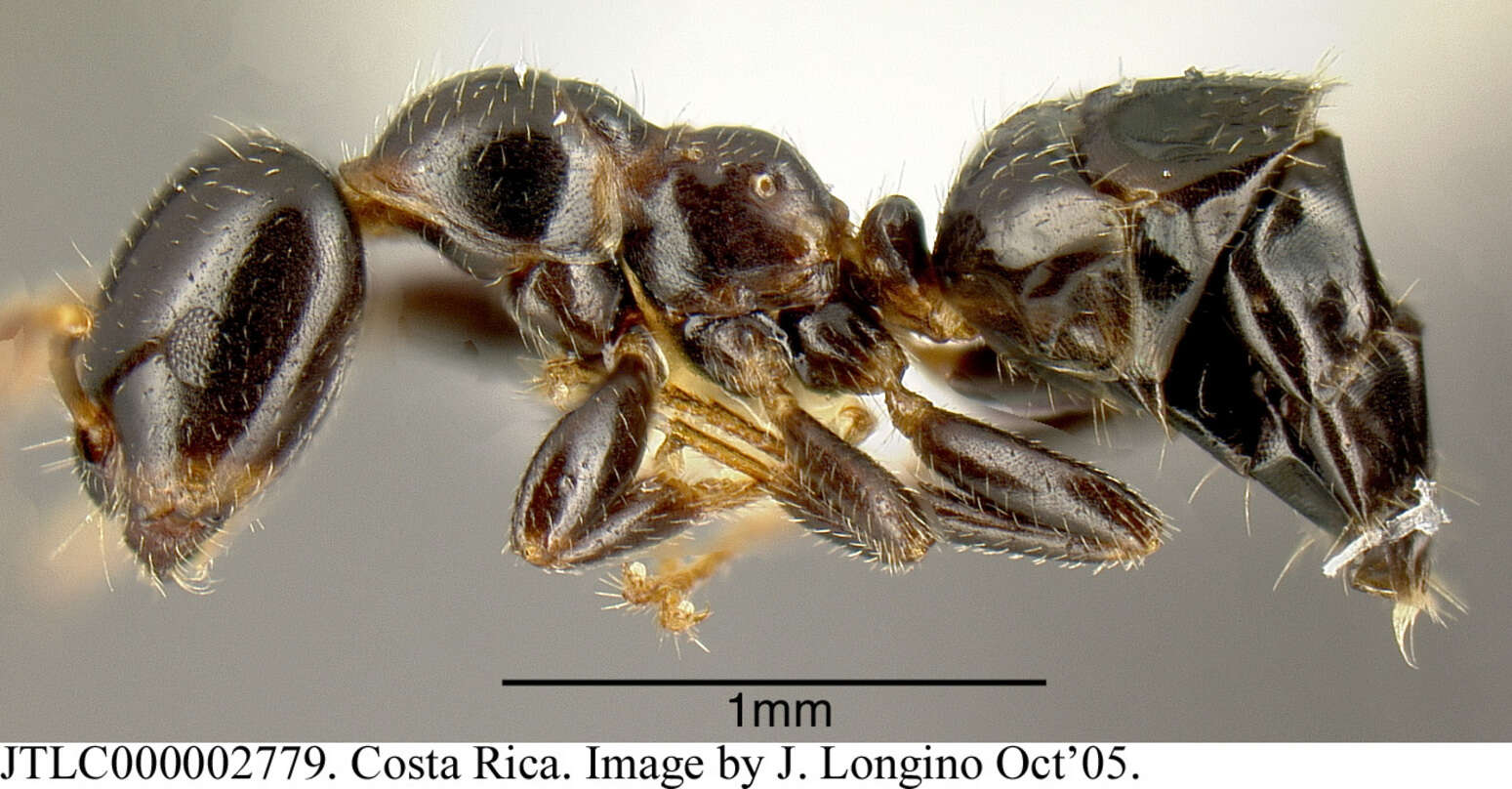 Image of <i>Myrmelachista longiceps</i> Longino