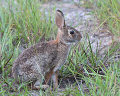 Imagem de Sylvilagus floridanus (J. A. Allen 1890)