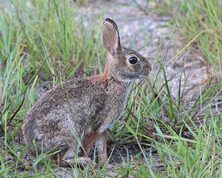 Image of eastern cottontail