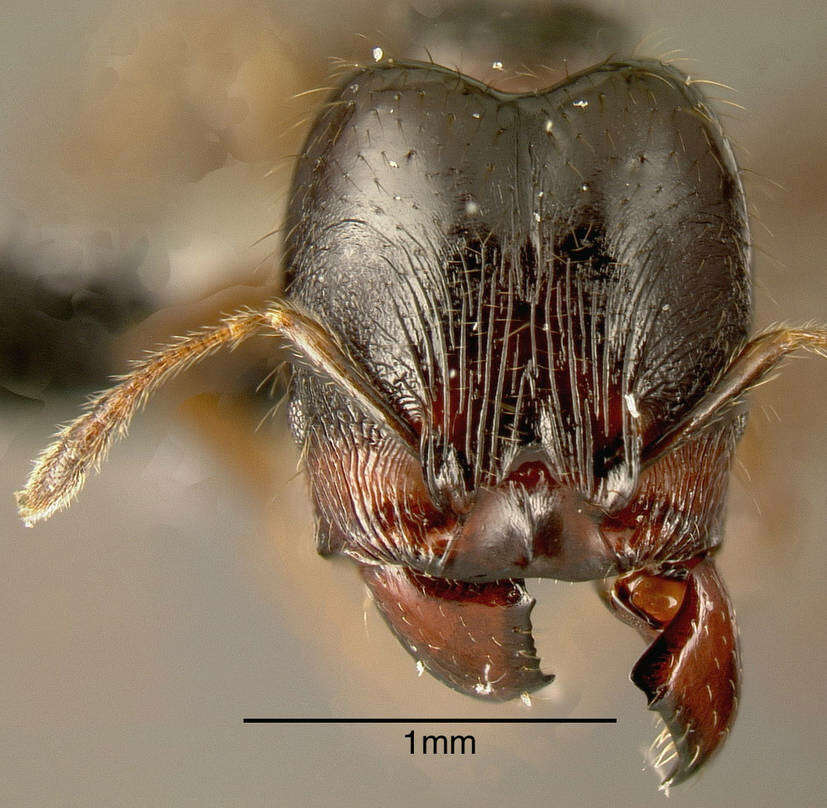 Image of Pheidole rhinoceros Forel 1899