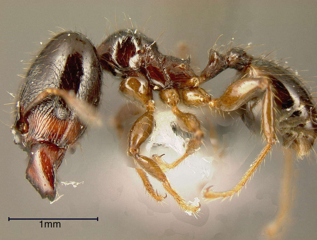 Image of Pheidole rhinoceros Forel 1899