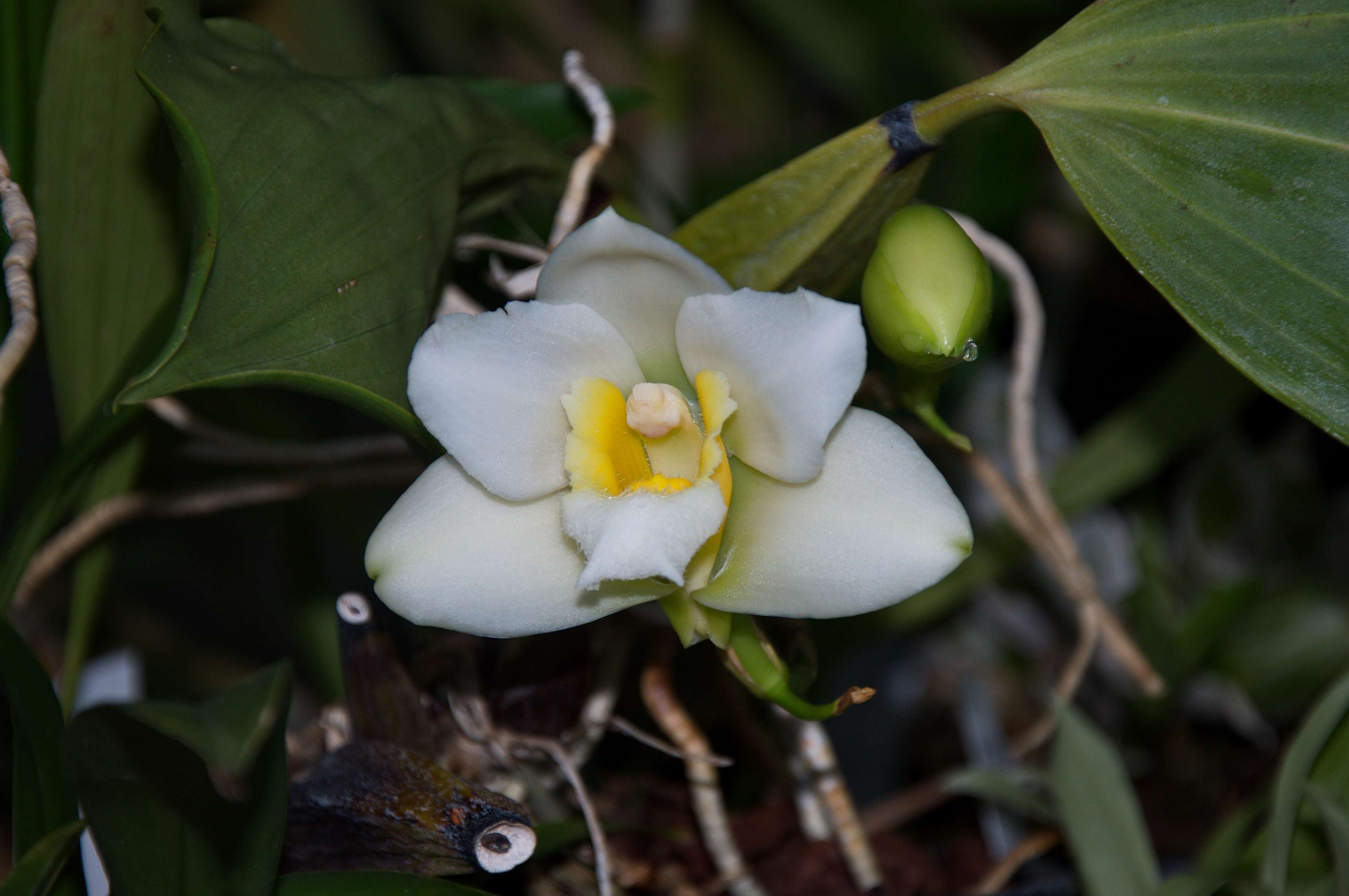 Image of Orchid