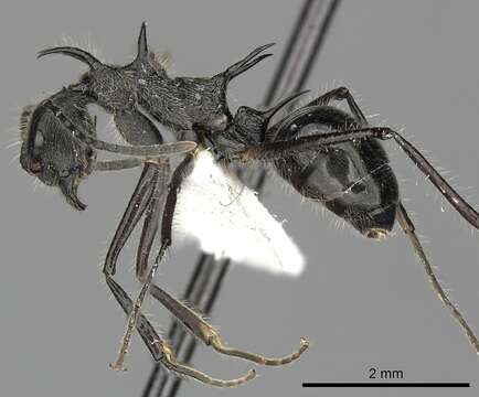 Image of Dolichoderus shattucki MacKay 1993