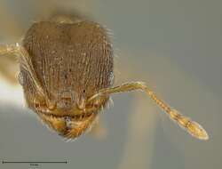 Image of Pheidole bilimeki Mayr 1870