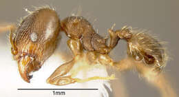 Image of Pheidole bilimeki Mayr 1870