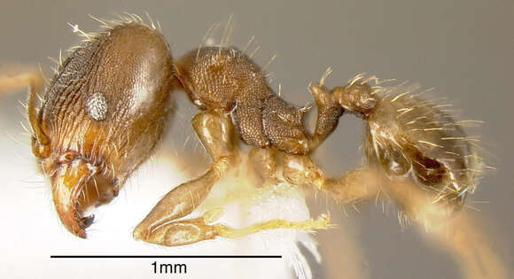 Image of Pheidole bilimeki Mayr 1870