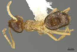 Image of Brachymyrmex cavernicola Wheeler 1938