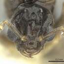 Imagem de Bothriomyrmex paradoxus