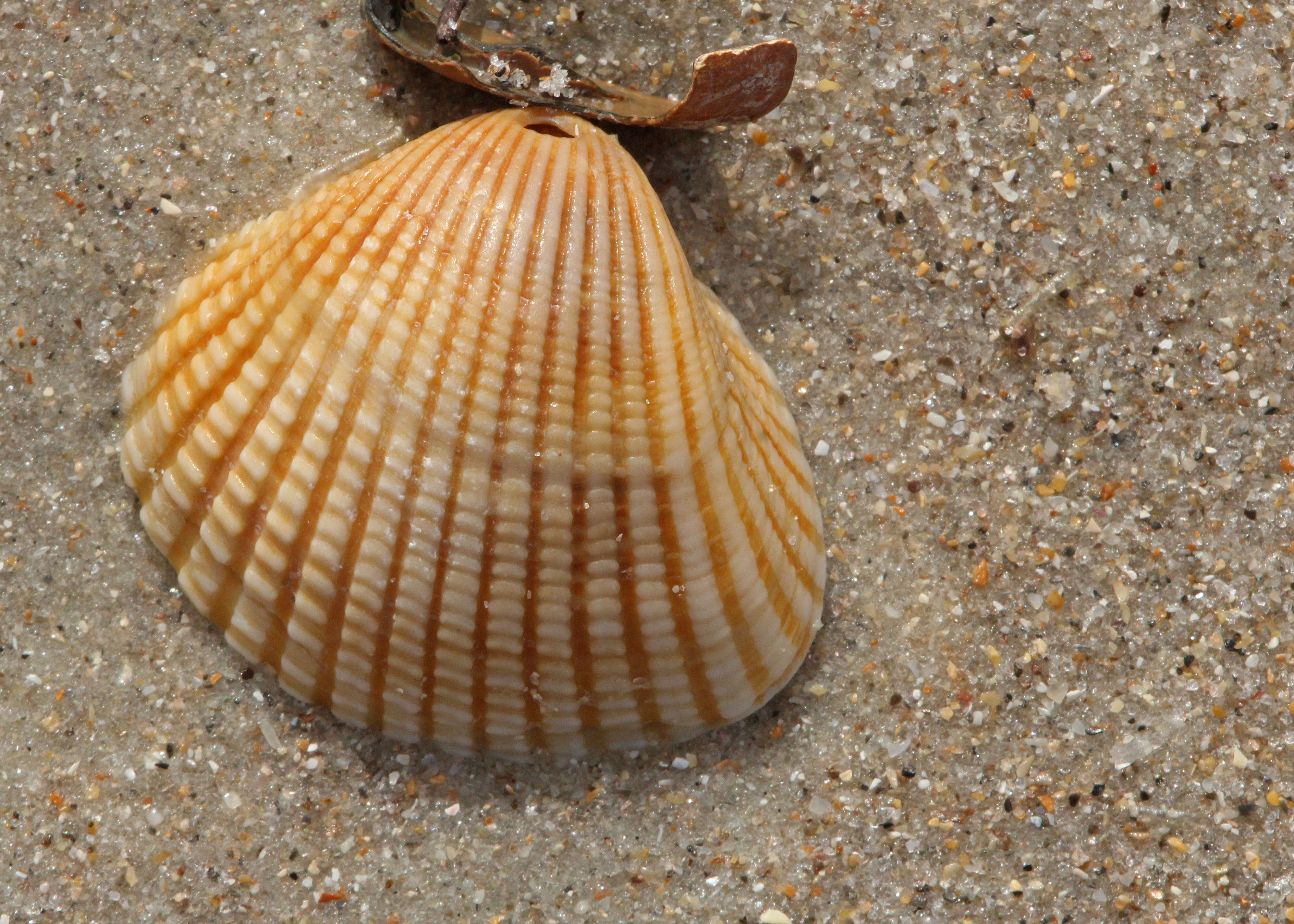 Image de Anadara brasiliana (Lamarck 1819)