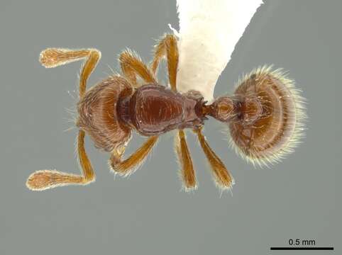 Image of <i>Adelomyrmex coco</i>