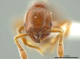 Image de <i>Adelomyrmex coco</i>