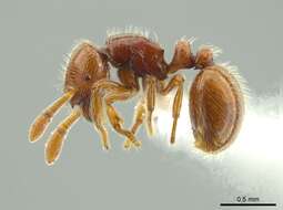 Image of <i>Adelomyrmex coco</i>