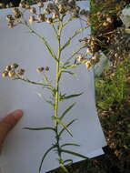 Image of Sneezeweed