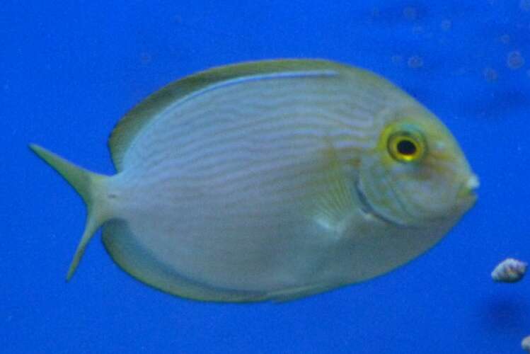 Image of Bleeker's Surgeonfish