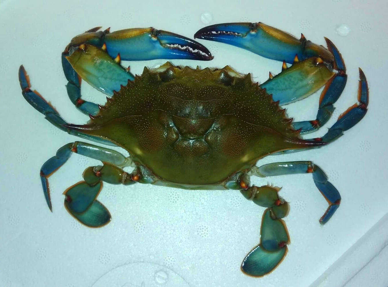 Image of blue crab